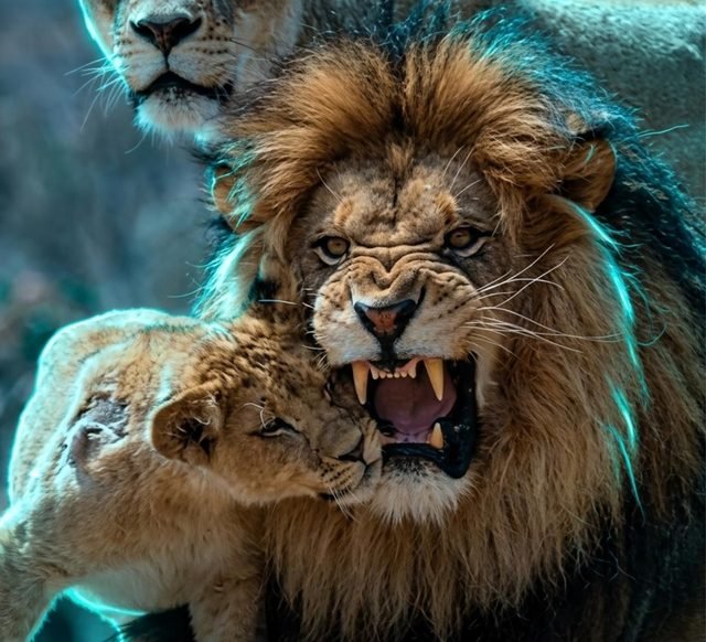 Animales salvajes
